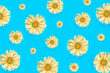 Flowers pattern. Golden Daisy flower on blue background. Top view, copy space.