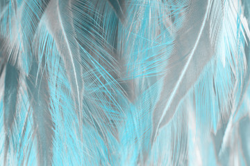 Fototapety  Beautiful  blue turquoise vintage color trends feather pattern texture pastel background