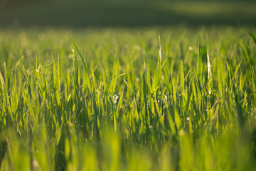 Young Fresh shoots of wheat on the field