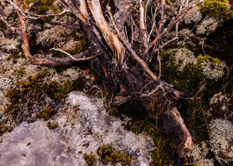 uproot tree after harsh winter