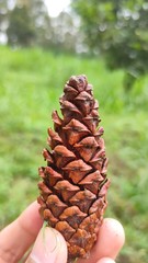 pine cones in the forest
