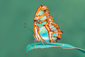 Closeup beautiful butterfly in a summer garden

