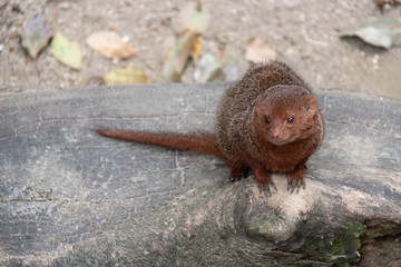 mongoose in a zoo in osaka (japan)