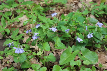 
Delicate violets bloom in the spring in the forest