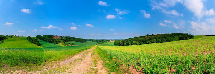 Naklejka premium Green field with plants and country road