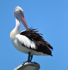 Australian Pelican on a street light