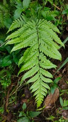 Fern leave