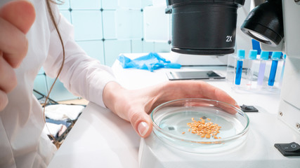Inspection of the quality of agricultural seeds. Checking the quality of the seed before planting...