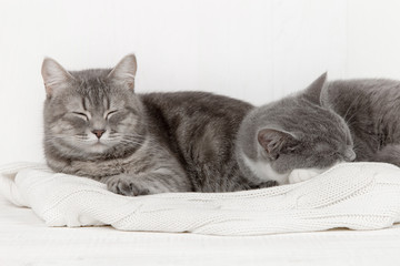 Two gray cats sleep together, hug and care. Show tenderness, lie on a soft white knitted sweater.