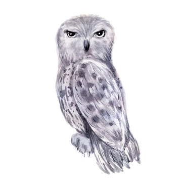 Watercolor image of an owl of the genus Polar owl