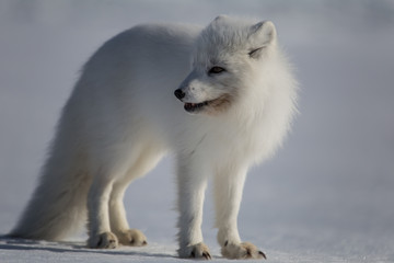 Lis polarny na południowym Spitsbergenie © blackspeed