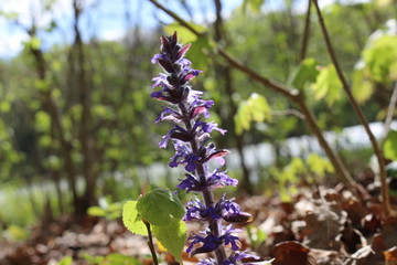 
Blue flower bloomed in spring in the forest