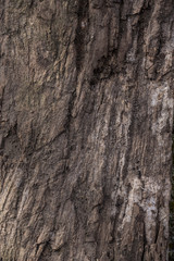 Rustic surface on old wood texture. Wood of tree object close up photography 