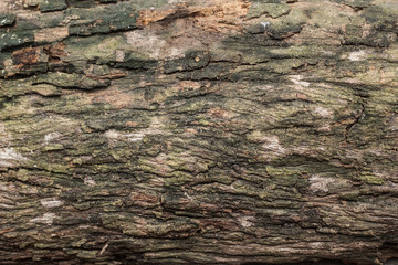 Rustic surface on old wood texture. Wood of tree object close up photography 