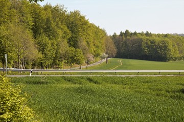 road in the park