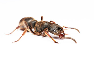 
A Big black ant with giant opened ready to bite on white background