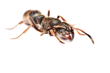 
A Big black ant with giant opened ready to bite on white background