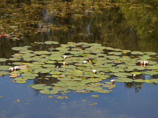 White water lily on a pond, sunny day. Russia, Moscow region.