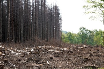 pine tree forest