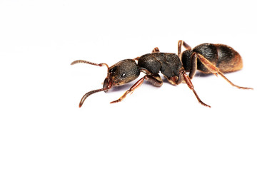 
A Big black ant with giant opened ready to bite on white background