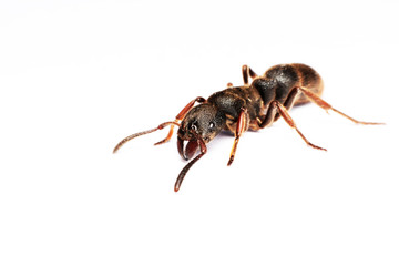
A Big black ant with giant opened ready to bite on white background