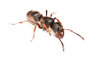 
A Big black ant with giant opened ready to bite on white background