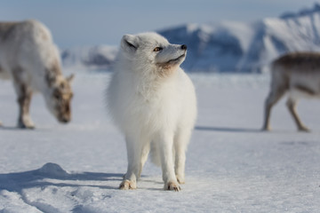 Lis polarny i renifery, południowy Spitsbergen © blackspeed