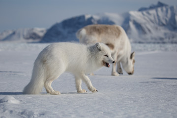 Lis polarny i renifery, południowy Spitsbergen © blackspeed