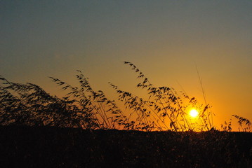atardecer con espigas y viento