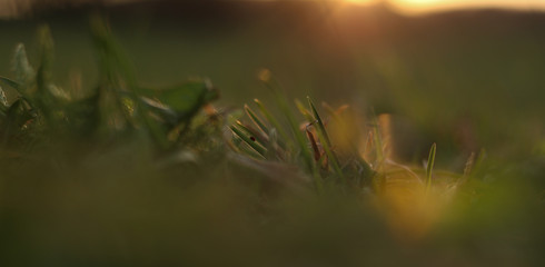 Fototapeta premium Ladybug closeup on the grass leaf in the sundown light