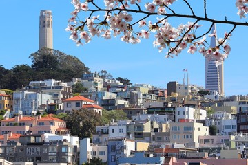 San Francisco city skyline. Spring time cherry blossoms.