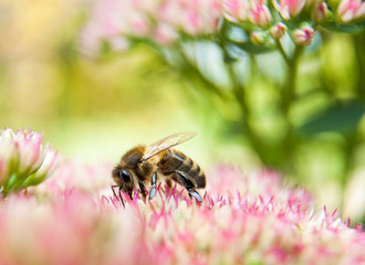 Honey bee, apis mellifera, feeding on sedum flowers. Shallow depth of field giving an dreamy atmosphere and blurred background.