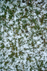 Snow on the grass texture for background. Winter concept.