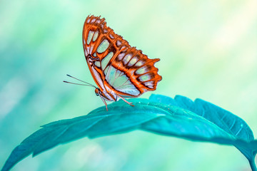 Closeup beautiful butterfly in a summer garden