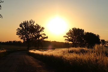 Summer sundown over the grass fields and trees by the road