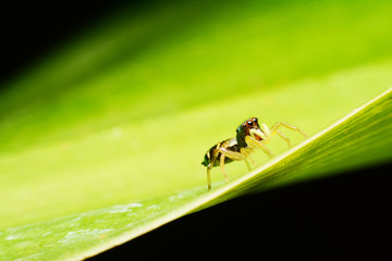 macro image of a big and beautiful hairy jumping spider.