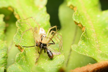 macro image of a big and beautiful hairy jumping spider.