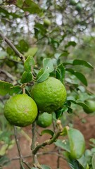 green lemon on the tree