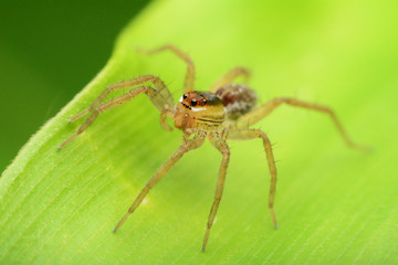 macro image of a big and beautiful hairy jumping spider.