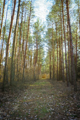 Fototapeta premium Road in forest. Tress in forest at spring season. A walk in the woods.