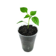 Closeup four week old pepper seedling in plastic pot with soil isolated on white background. Vegetables growing, kitchen garden.