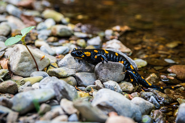 a wild fire salamander or Salamandra salamandra climbing on small rocks in the 