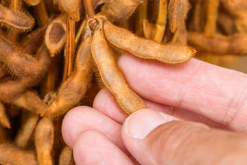Farmer is checking quality of ripening soybean pods on plantation