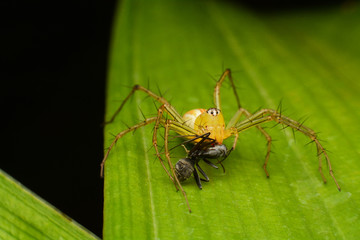 macro image of a big and beautiful hairy jumping spider.