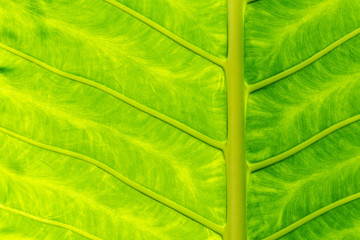 Green Leaf Texture background with light behind. Closeup photo
