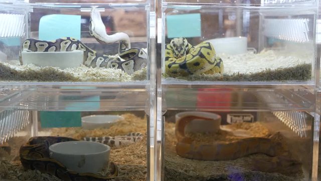 Captive bred snakes for sale. Small plastic boxes with captive bred ball pythons of various morphs placed on stall on Chatuchak Market in Bangkok, Thailand.