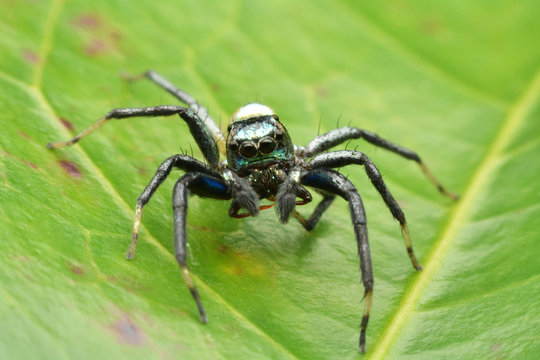 macro image of a big and beautiful hairy jumping spider.