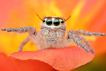 macro image of a big and beautiful hairy jumping spider - Hyllus sp