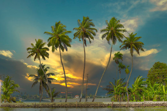 coconut trees at sunset © sriganesh