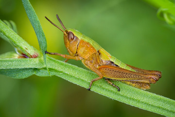 Macro detailed close-up of Meadow Grasshopper, Chorthippus parallelus, on plant stem, side view with blurred green background.